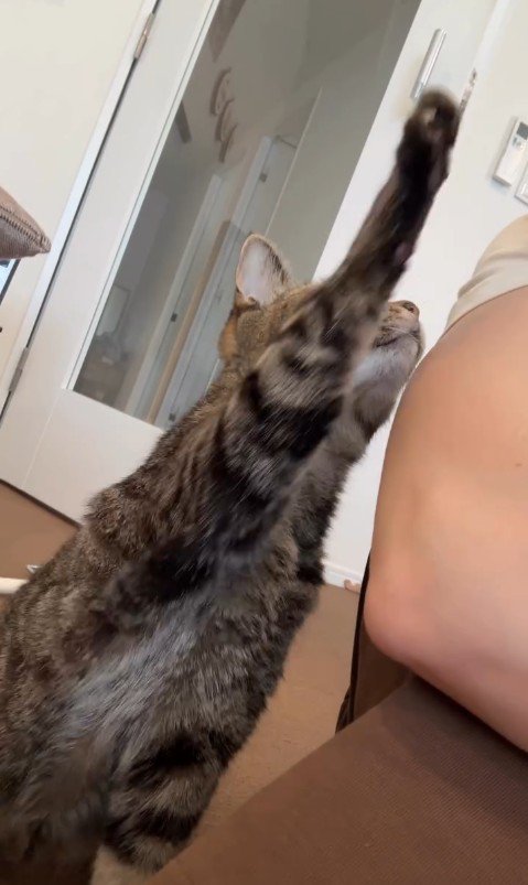 人に向かって手を伸ばしている猫