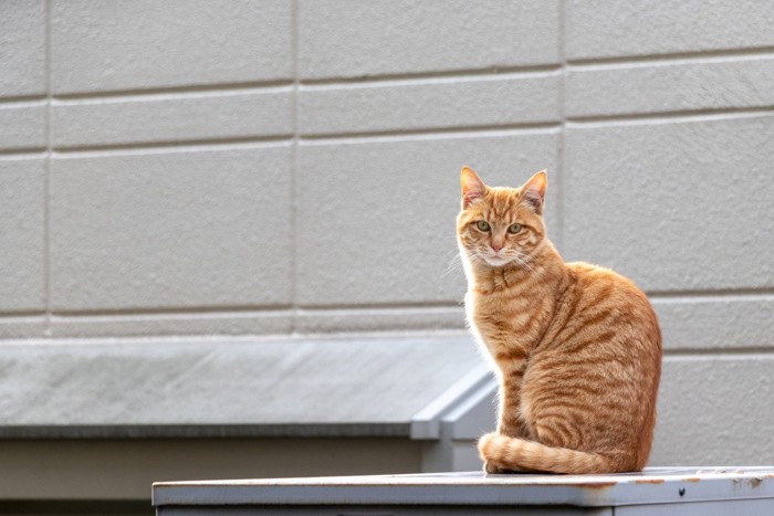 日光浴をする猫