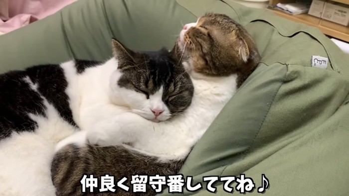 くっついて寝る2匹の猫