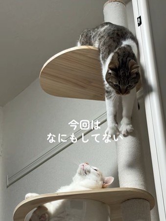 キャットタワーから下りようとする猫