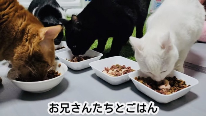 餌を食べる4匹の猫