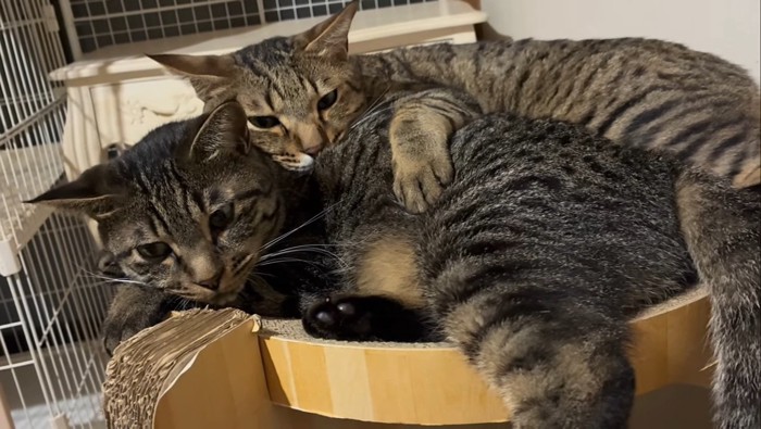 猫に前足を乗せる猫