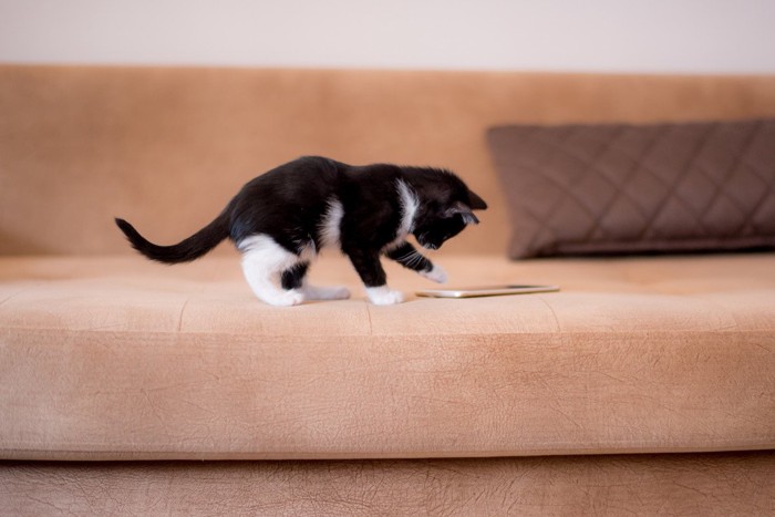 携帯電話に興味津々の白黒子猫