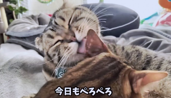 仲良く舐めあう兄猫たち