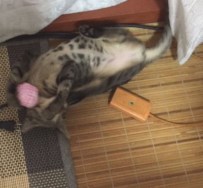 仰向けで遊んでいる猫