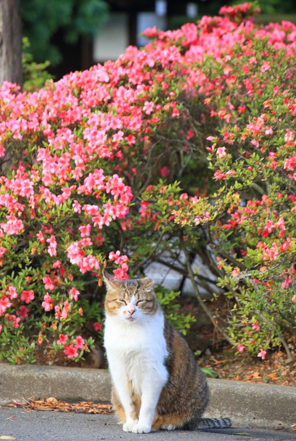 ツツジと猫