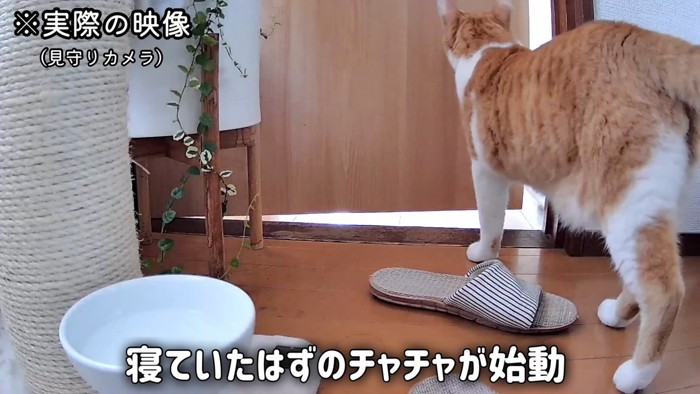 歩く猫