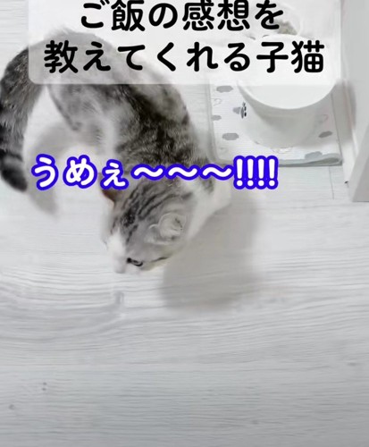 ごはんとレビンちゃん