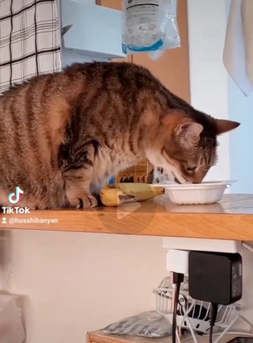 納豆を食べる猫