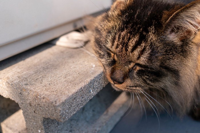 ブロックにスリスリする猫