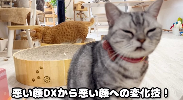 見つめる猫