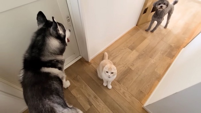 2匹の犬と猫