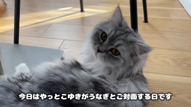 寝転んでこちらを見る猫