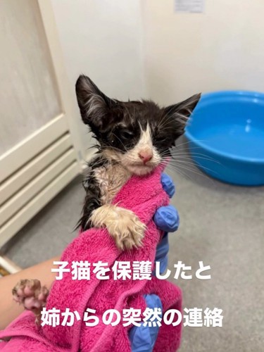 タオルで包まれる子猫