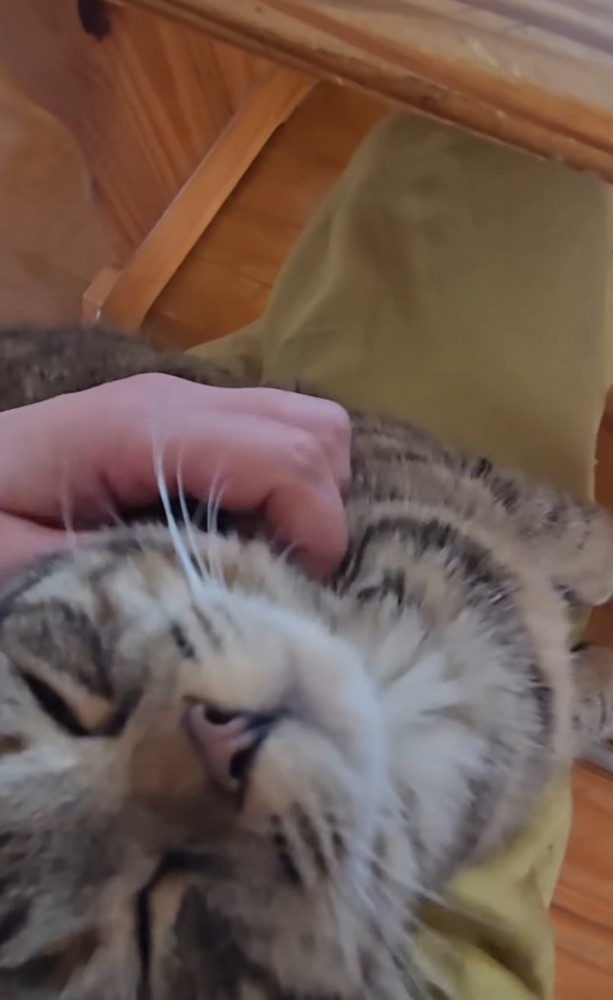 撫でられて気持ちよさそうな猫