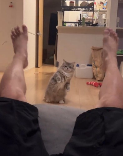 驚く猫