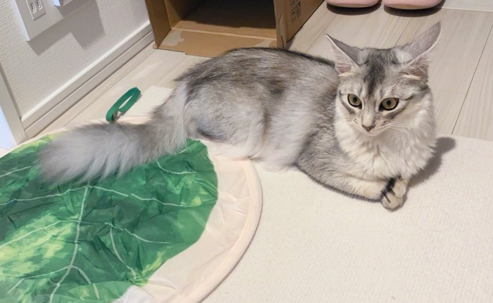 座る猫