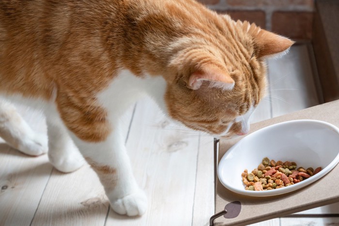 ご飯の器を見ている猫