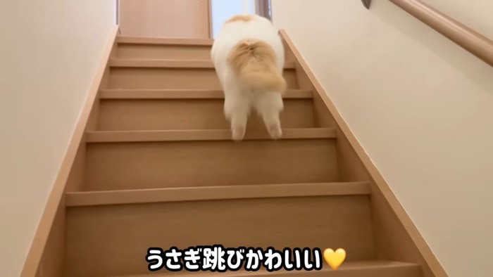 階段を上る猫