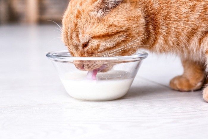 茶猫 ミルク