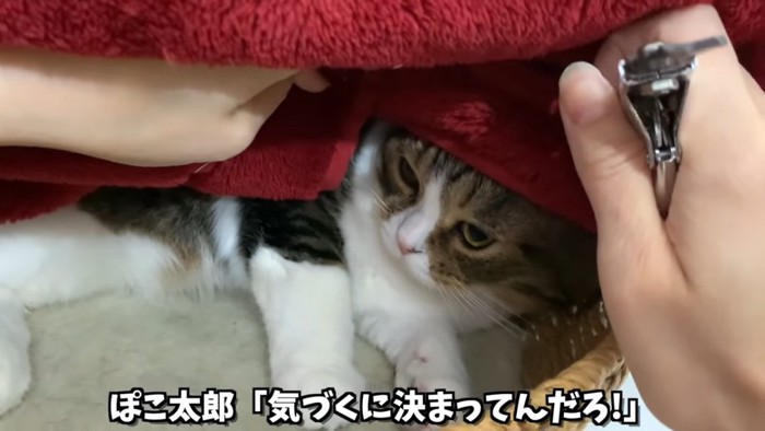 毛布の下にいる猫