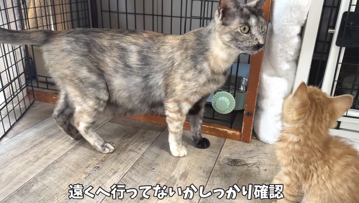 確認する猫