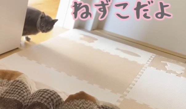 奥から顔を出すにグレーの猫