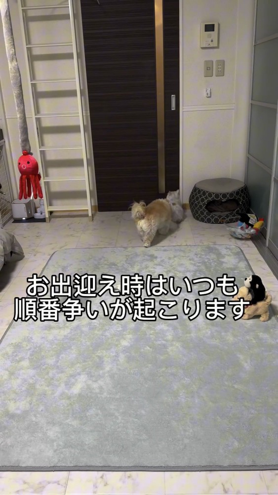 ドアの前でじゃれ合う犬と猫