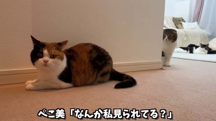 三毛猫を後ろから見ている折れ耳猫