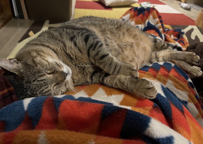 飼い主さんの上で寝る猫