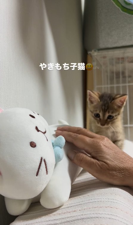 ぬいぐるみを再び撫でる猫