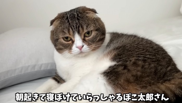 寝起きの猫