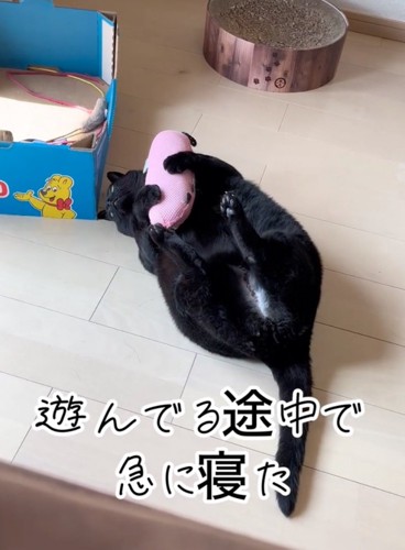 動きを止める猫