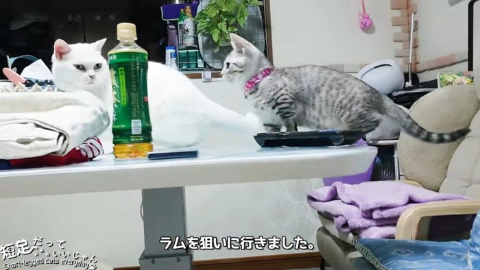 テーブルの上に乗る猫