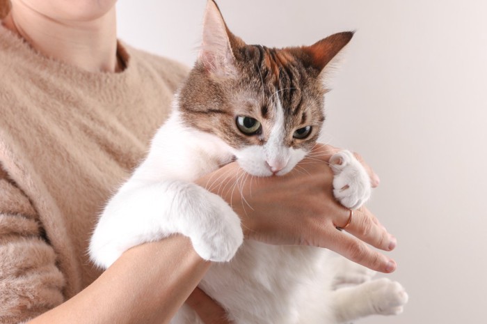 噛みつく猫