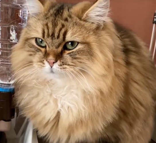 毛並みがふわふわの座る猫