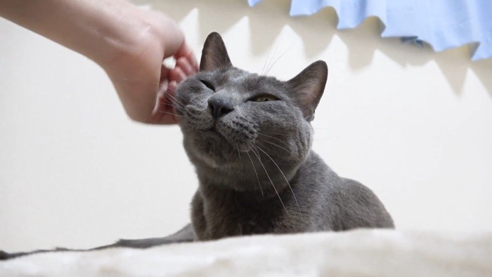 頬を撫でられ中