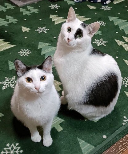 正面向きで座る猫と横向きに座って顔だけ正面向きの猫