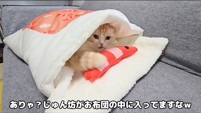 布団の中に入ってエビのぬいぐるみを触る猫