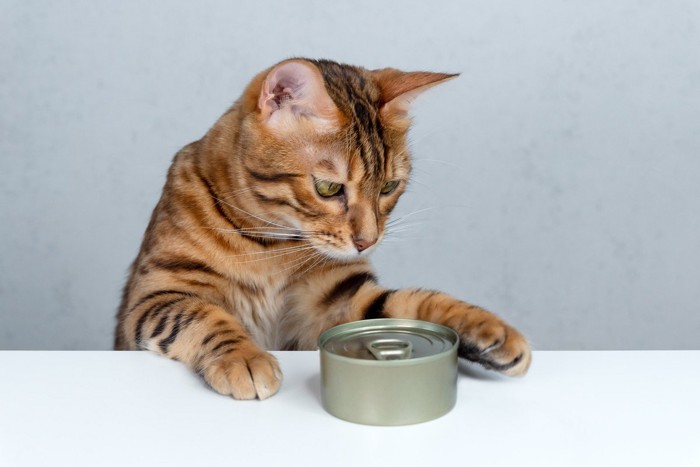 缶詰が気になる猫