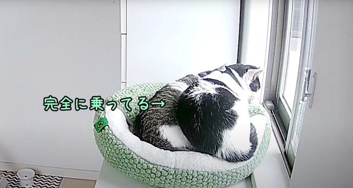 ベッドにいる猫2匹