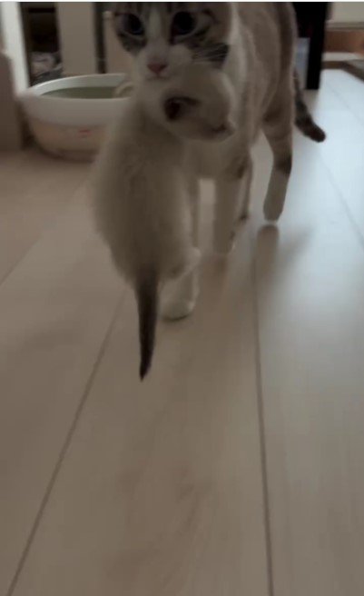 母猫に運ばれる子猫