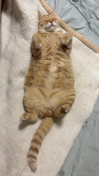 ヘソ天する猫