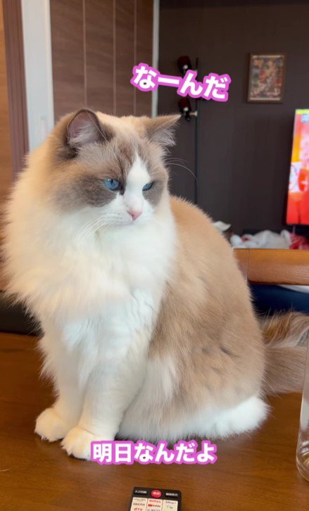 テーブルの上の猫