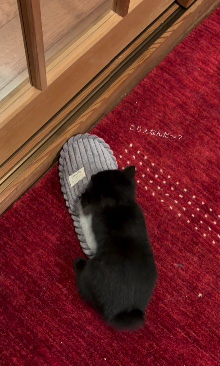 スリッパの上の猫