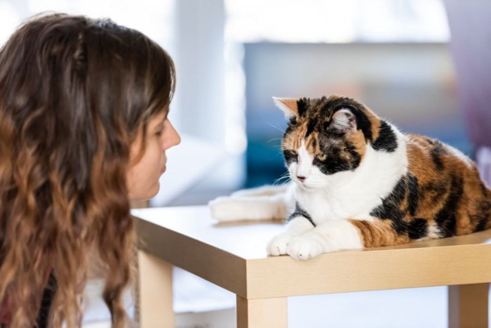 向かい合う猫と人