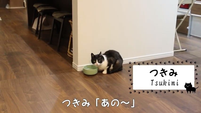 器の横に座る白黒の猫