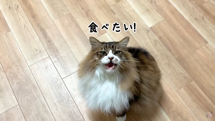 訴える猫