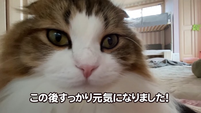 猫の顔のアップ