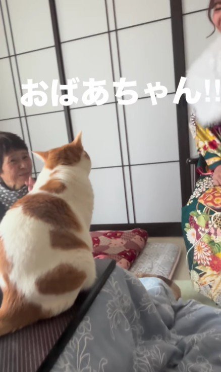 おばあちゃんと猫
